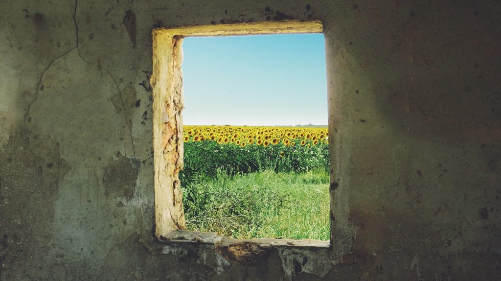 sunflower, window, grunge